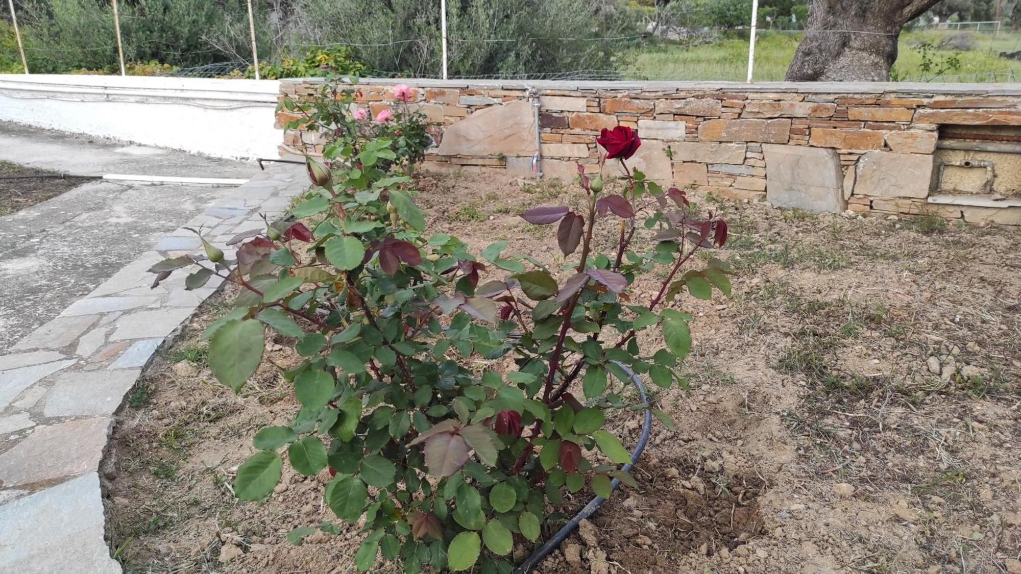 Chrysa'S Cottage House Karystos  Luaran gambar
